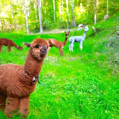 Idyllic Farm With Scenic Views And Concierge By Swisshut * Sigriswil